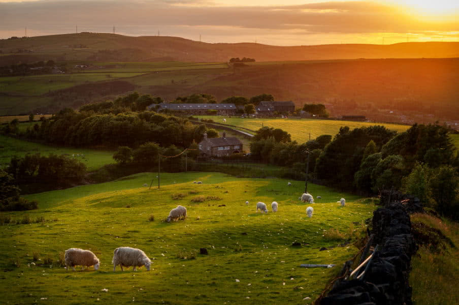 Sheep grazing in Peak District, England